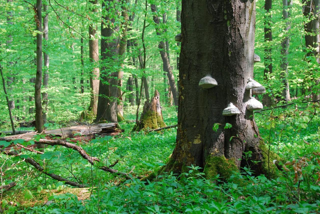 Ferienhaeuser Oberdorla Zewnętrze zdjęcie